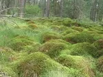 Ein üppiger Waldboden, bedeckt mit verschiedenen Arten von Moos und kleinen Pflanzen. Der Boden ist uneben, mit kleinen Steinen und Zweigen verstreut. Hohe Bäume umgeben das Gebiet und bilden ein dichtes Blätterdach.