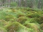 Ein üppiger Waldboden, bedeckt mit verschiedenen Arten von Moos und kleinen Pflanzen. Der Boden ist uneben, mit kleinen Steinen und Zweigen verstreut. Hohe Bäume umgeben das Gebiet und bilden ein dichtes Blätterdach.