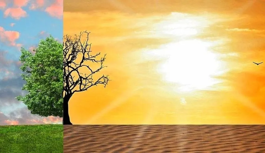 Zwei Hälften eines Bildes; eine zeigt einen grünen Baum, die andere einen trockenen Baum mit Sanddünen unter einem hellen Sonnenschein.