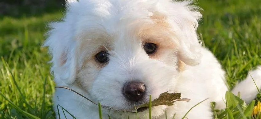 Ein weißer Welpe mit braunen Augen liegt auf dem Gras und hält ein Blatt im Maul.