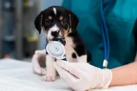 Ein Tierarzt untersucht die Gesundheit eines Welpen mit einem Stethoskop, trägt eine grüne Uniform und Handschuhe.