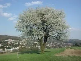 Flower, Plant, Cherry Blossom, Tree, Outdoors, Vegetation