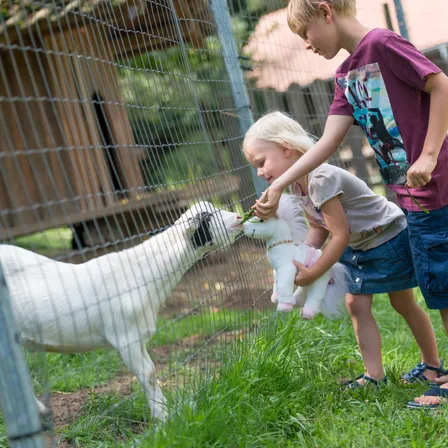 Zwei Kinder, ein Junge und ein Mädchen, füttern ein Schaf mit Gras durch einen Zaun in einem Außenbereich.