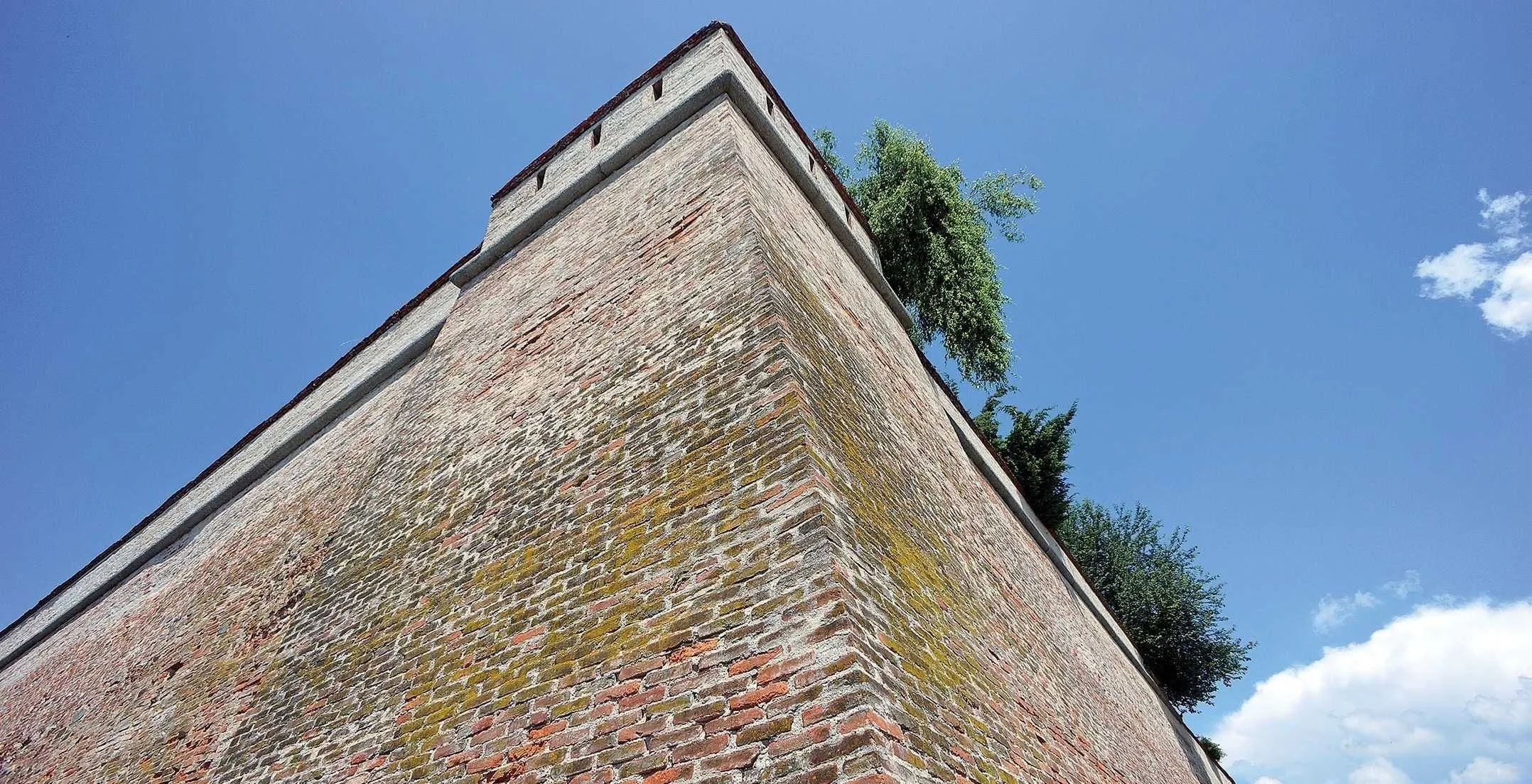 A tall brick tower with a mossy surface and a tree growing on its top under a clear blue sky.