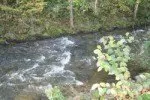 Ein Fluss mit fließendem Wasser, umgeben von grünen Pflanzen und Bäumen. Das Wasser ist klar und hat kleine Wellen.