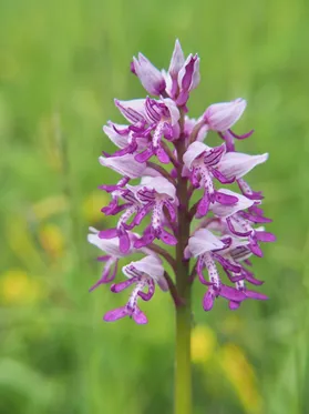Ein Nahaufnahme einer lila und weißen Orchideen ähnlichen Blume mit grünem Hintergrund.