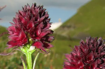 Ein Nahaufnahme von einem Cluster tiefroter Blumen mit spitzen Blütenblättern und grünen Stielen, vor dem Hintergrund eines Grashügels und eines bewölkten Himmels.
