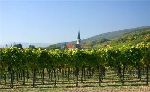 Ein Weinberg mit grünen Blättern und einer Kirche mit einem Turm in der Ferne unter einem klaren blauen Himmel.