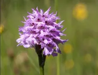 Ein Nahaufnahme einer violetten Orchidee mit gefleckten Blütenblättern, vor einem unscharfen Hintergrund aus grünem Gras und gelben Blumen.