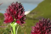Eine Nahaufnahme von zwei tiefroten Blüten mit spitzen Blütenblättern, vor einem verschwommenen Hintergrund aus grünem Gras und einem entfernten Hügel.