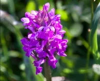 Ein Nahaufnahme einer Gruppe kleiner, leuchtend lila Blüten mit grünem Hintergrund.