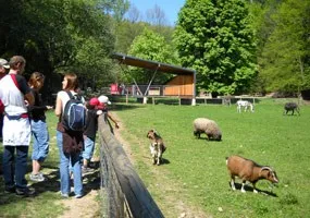 Eine Gruppe von Menschen steht an einem Holzzaun und beobachtet Ziegen und Schafe auf einer Wiese mit Bäumen und einer Holzstruktur im Hintergrund.