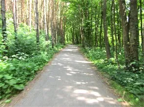 Ein schmaler Pfad schlängelt sich durch einen dichten Wald, umgeben von hohen Bäumen und üppiger Vegetation, mit Sonnenlicht, das durch die Baumkronen fällt.