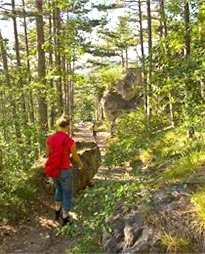 Eine Person in einem roten Shirt und blauen Jeans geht auf einem schmalen Pfad durch einen dichten Wald.