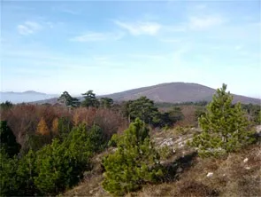 Ein Panoramablick auf einen bewaldeten Hang mit einer entfernten Bergkette unter einem klaren blauen Himmel.
