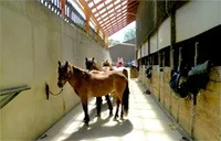 Zwei braune Pferde stehen in einem Stallgang, eines mit Halfter, unter einem Holzdach.