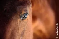Ein Nahaufnahme des Pferdeauges, das einen detaillierten Blick auf seine Iris und Wimpern mit unscharfem Hintergrund zeigt.