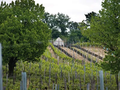 Outdoors, Nature, Countryside, Rural, Farm, Vineyard, Garden