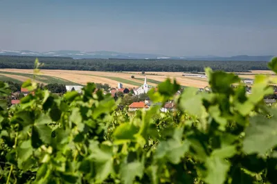Nature, Outdoors, Countryside, Rural, Farm, Aerial View, Vineyard