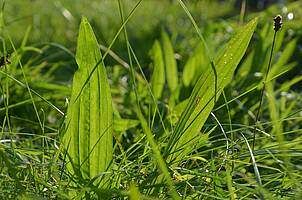 Eine Nahaufnahme eines grasigen Feldes mit üppigen grünen Blättern und Grashalmen. Ein kleines Insekt ist auf dem Gras zu sehen.