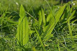 Eine Nahaufnahme eines grasigen Feldes mit üppigen grünen Blättern und Grashalmen. Ein kleines Insekt ist auf dem Gras zu sehen.