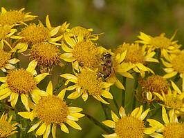 Ein Cluster gelber Blumen mit einer Biene, die auf einer von ihnen ruht. Die Blumen haben grüne Stängel und sind von einem grünen Hintergrund umgeben.