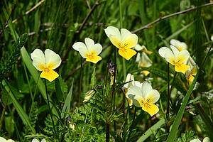 Mehrere weiße und gelbe Stiefmütterchenblüten wachsen in einem Feld, umgeben von grünem Gras und kleinen Pflanzen. Die Blüten haben gelbe Zentren und weiße Blütenblätter.