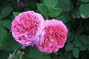 Zwei rosa Rosen mit üppigen Blütenblättern und grünen Blättern sind im Vordergrund. Die Blätter sind in einem natürlichen Muster um die Blüten angeordnet.