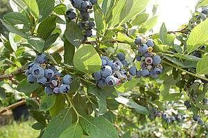 Ein Nahaufnahme einer Blaubeerpflanze mit mehreren reifen Blaubeeren an ihren Zweigen. Die Blätter sind üppig und grün, und die Sonne scheint hell.