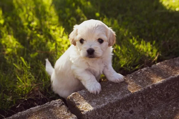 Animal, Canine, Dog, Mammal, Pet, Puppy, Grass, Plant