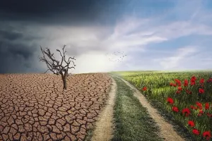 Eine karge Landschaft mit einem einzelnen toten Baum auf der linken Seite und einem üppigen grünen Feld mit roten Blumen auf der rechten Seite.