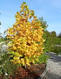 Tulpenbaum