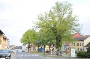 Eine Straße mit einem schwarzen Auto auf der linken Seite geparkt. Es gibt Bäume und Gebäude auf beiden Seiten der Straße.