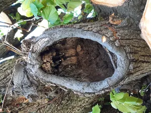 Schadhafter Lindenbaum