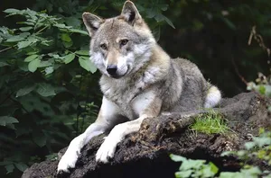Sichtung eines Wolfes