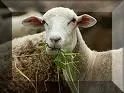 Ein weißes Schaf frisst Gras auf einer Wiese.