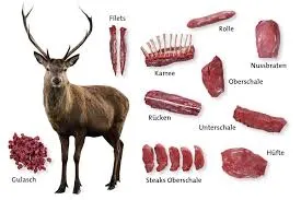Ein Bild, das einen Hirsch und seine verschiedenen Fleischteile zeigt, einschließlich Filets, Rippen, Knuckle und mehr.
