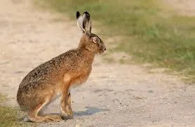 Ein brauner Hase sitzt auf einem Erdweg in einem Grasbereich.