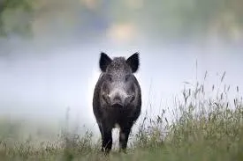 Ein Wildschwein steht in einem Grasfeld und schaut nach links, der Hintergrund ist verschwommen.