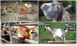 Wildpark Ernstbrunn – Hochlandrind
