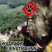 Wölfe in Ernstbrunn