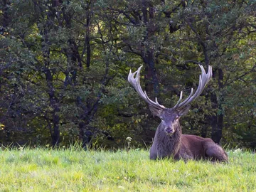 Ein Hirsch mit großen Geweihen ruht sich in einem Grasfeld aus, umgeben von dichten, grünen Bäumen.