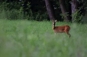 Ein junges Reh steht in einem Grasfeld mit Bäumen im Hintergrund.