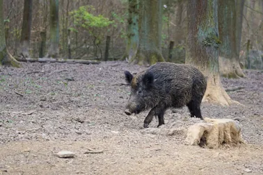 Ein Wildschwein läuft in einer Waldlichtung, umgeben von Bäumen und Erde.