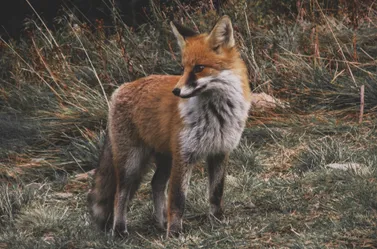 Ein roter Fuchs steht in einem Feld mit trockenem Gras und zeigt sein leuchtendes Fell und aufmerksamen Ausdruck.