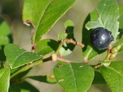 Ein Nahaufnahme einer Pflanze mit dunkelgrünen Blättern und einer einzigen, reifen, dunkelblauen Beere.