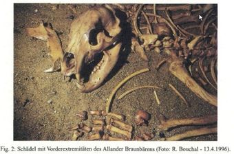 Abb. 2: Schädel mit Vorderextremitäten des Allander Braunbären (Foto: R. Bouchal - 13.4.1996).